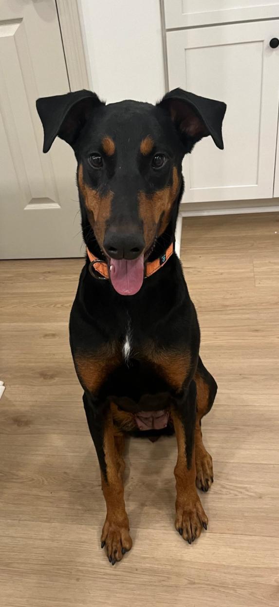 Enlarge Athena, a Adoptable Doberman Pinscher in Matthews, NC image 3/4