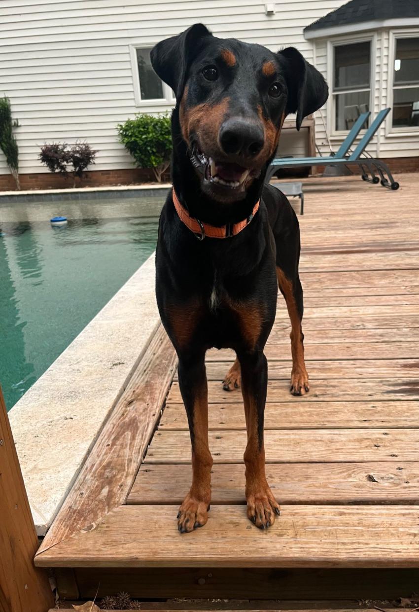 Enlarge Athena, a Adoptable Doberman Pinscher in Matthews, NC image 4/4