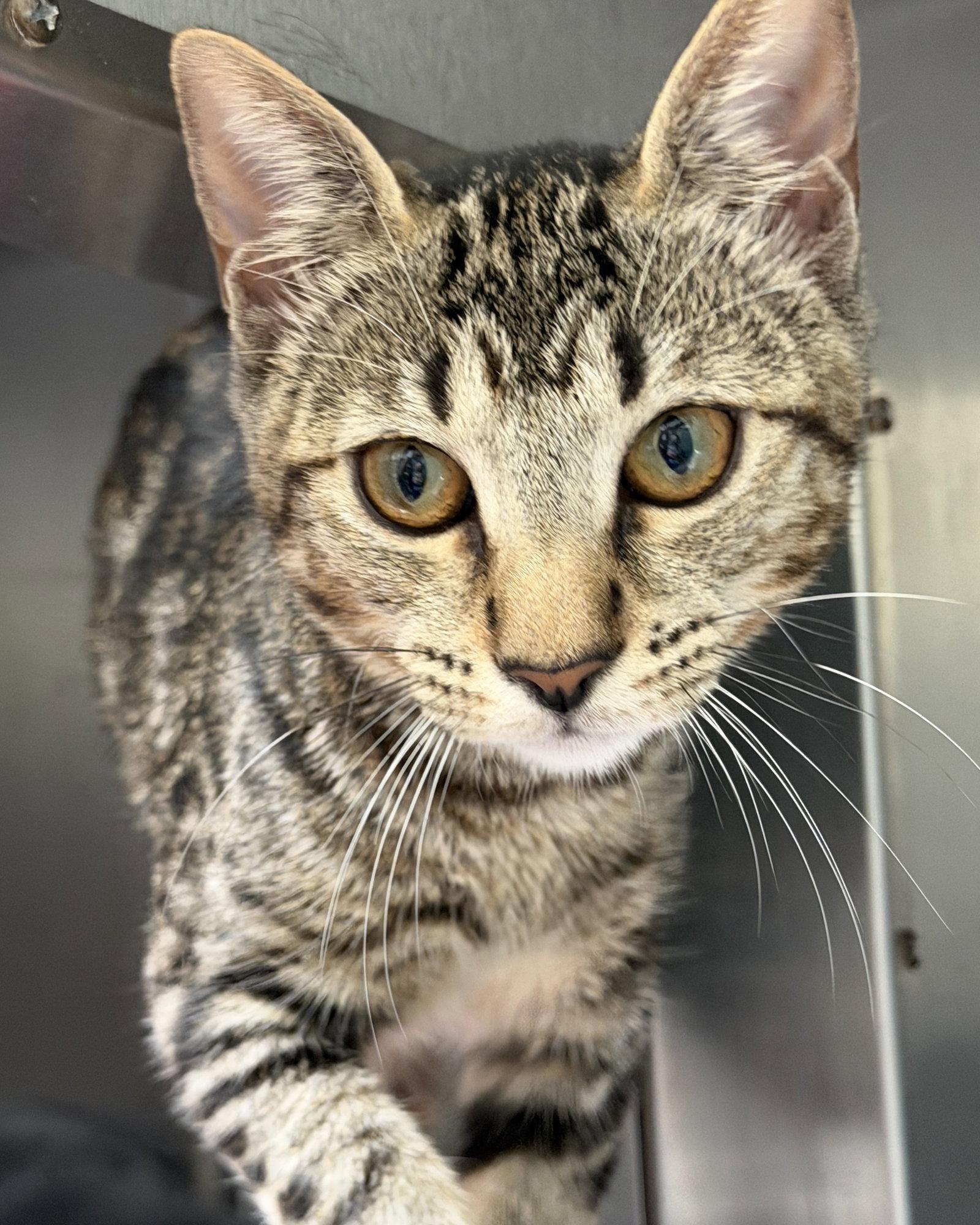 Enlarge Primrose, a Adopted Domestic Short Hair in Oakland, CA image 1/1