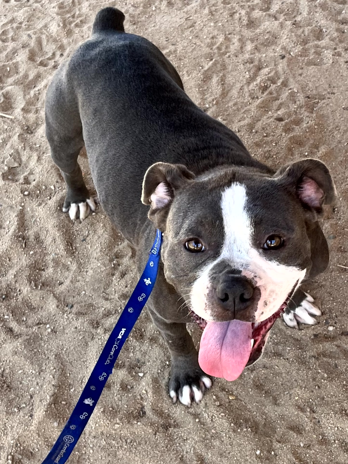 Enlarge Penelope, a Adopted American Bulldog in Indio, CA image 2/6