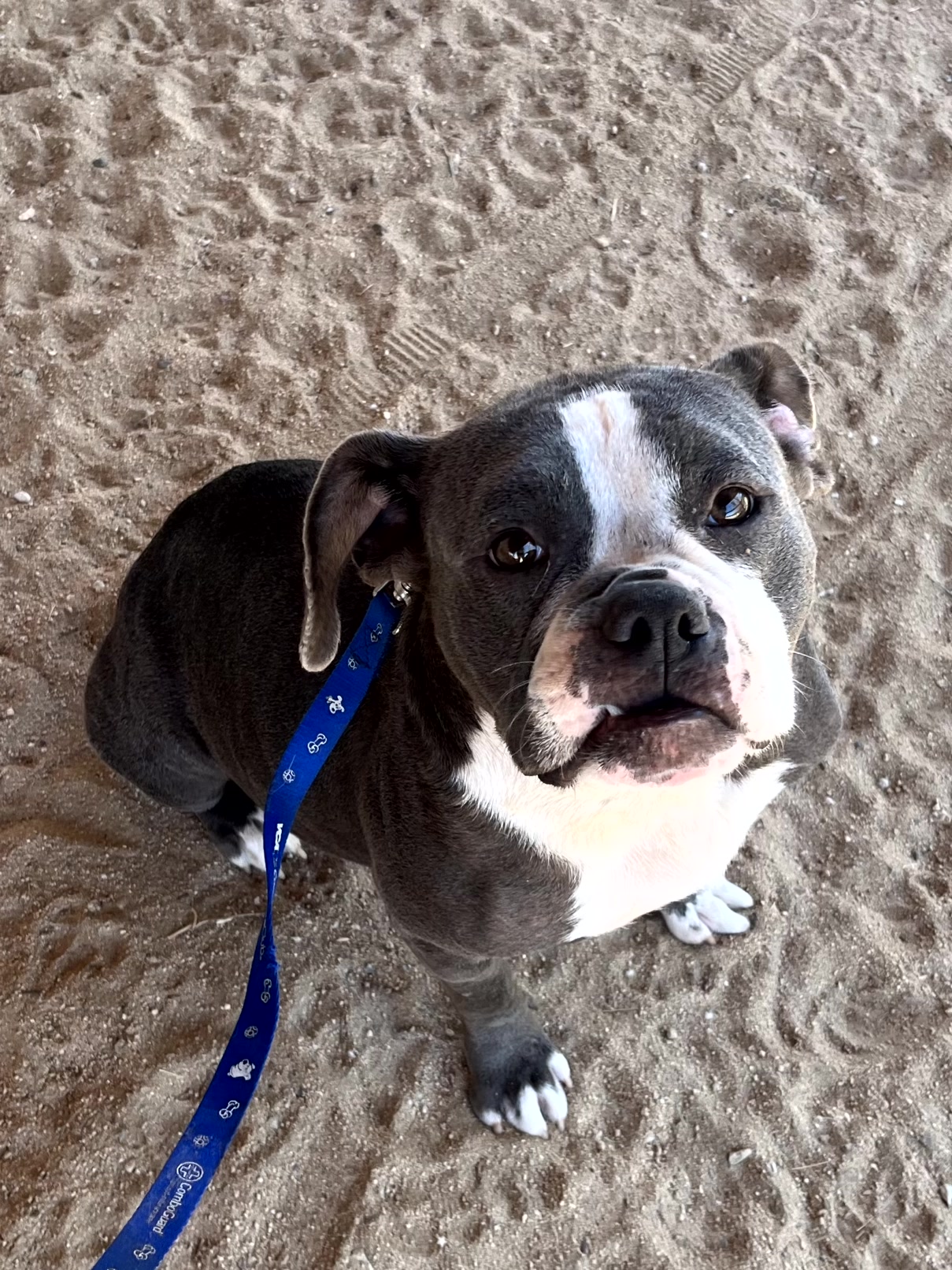 Enlarge Penelope, a Adopted American Bulldog in Indio, CA image 3/6