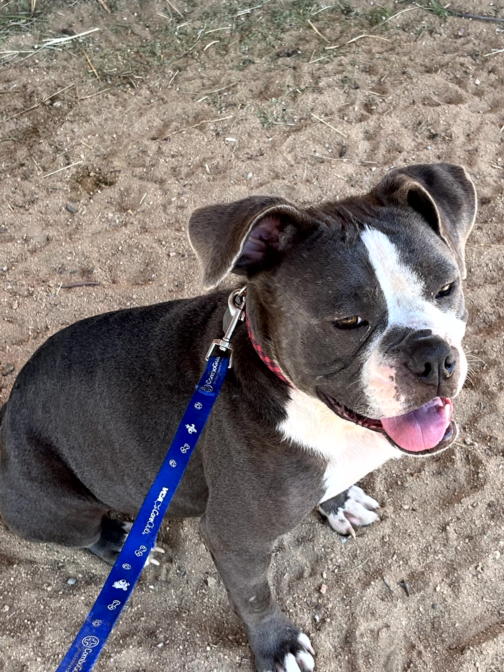 Enlarge Penelope, a Adopted American Bulldog in Indio, CA image 1/6