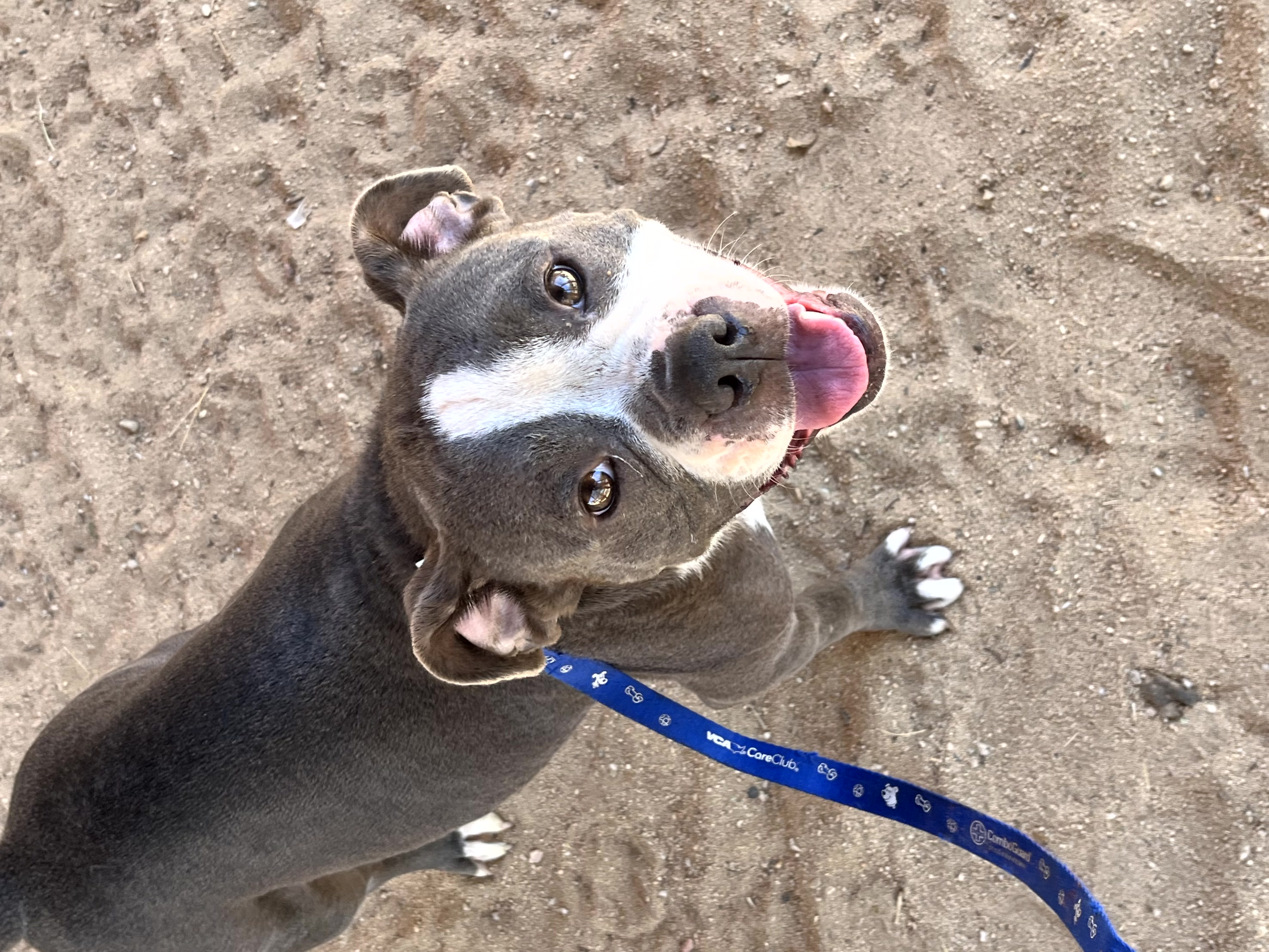 Enlarge Penelope, a Adopted American Bulldog in Indio, CA image 4/6