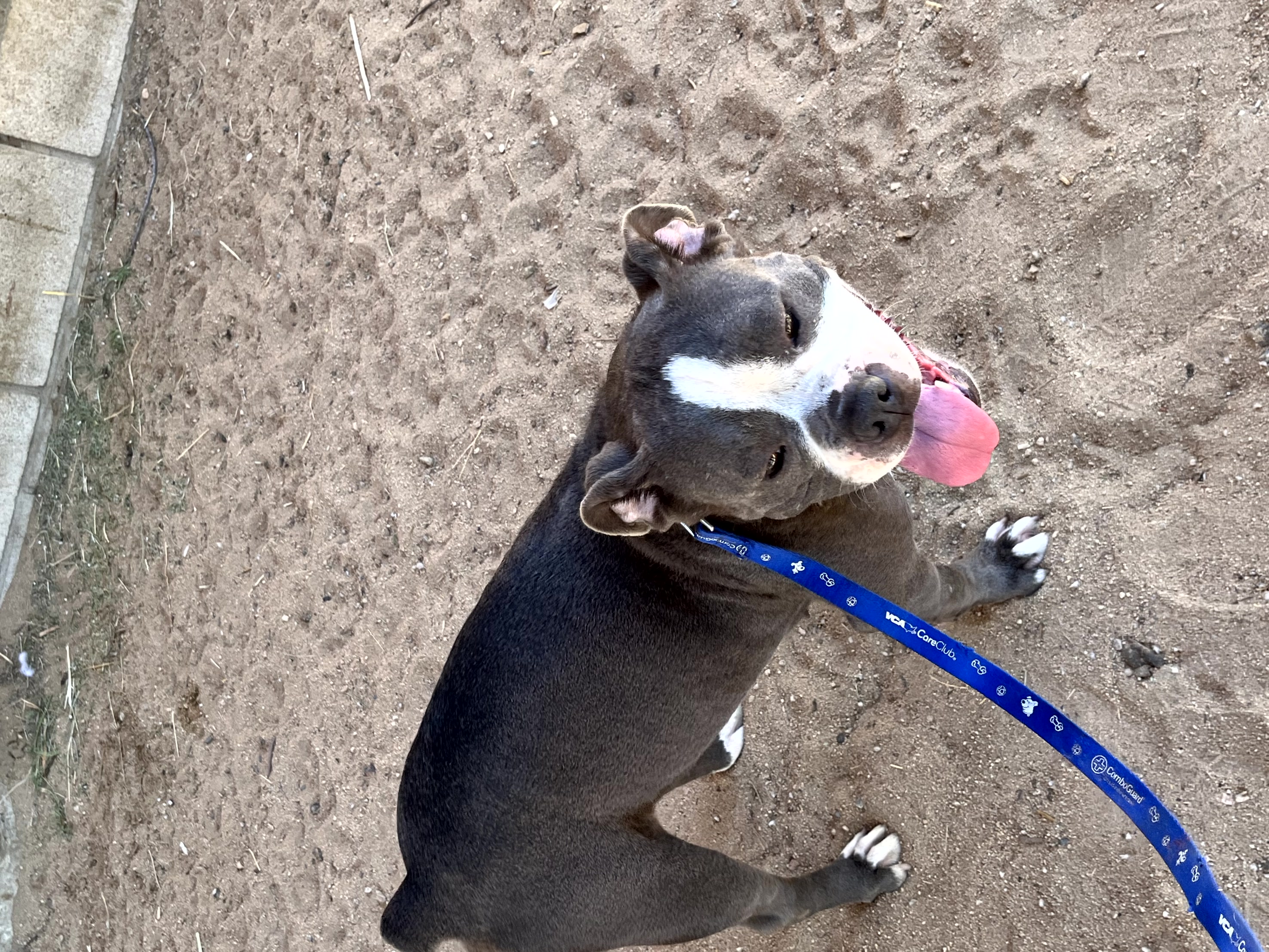 Enlarge Penelope, a Adopted American Bulldog in Indio, CA image 6/6