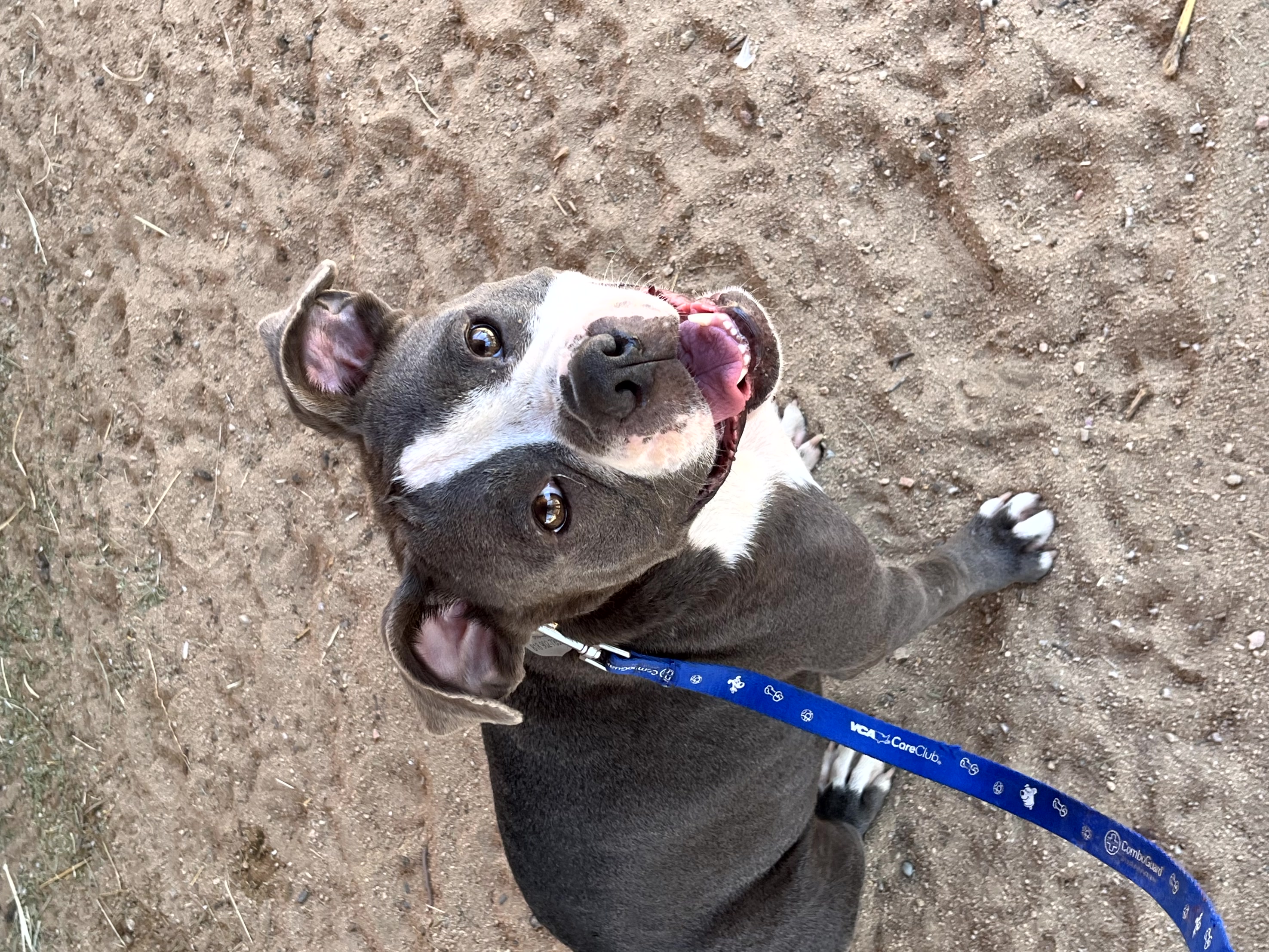 Enlarge Penelope, a Adopted American Bulldog in Indio, CA image 5/6
