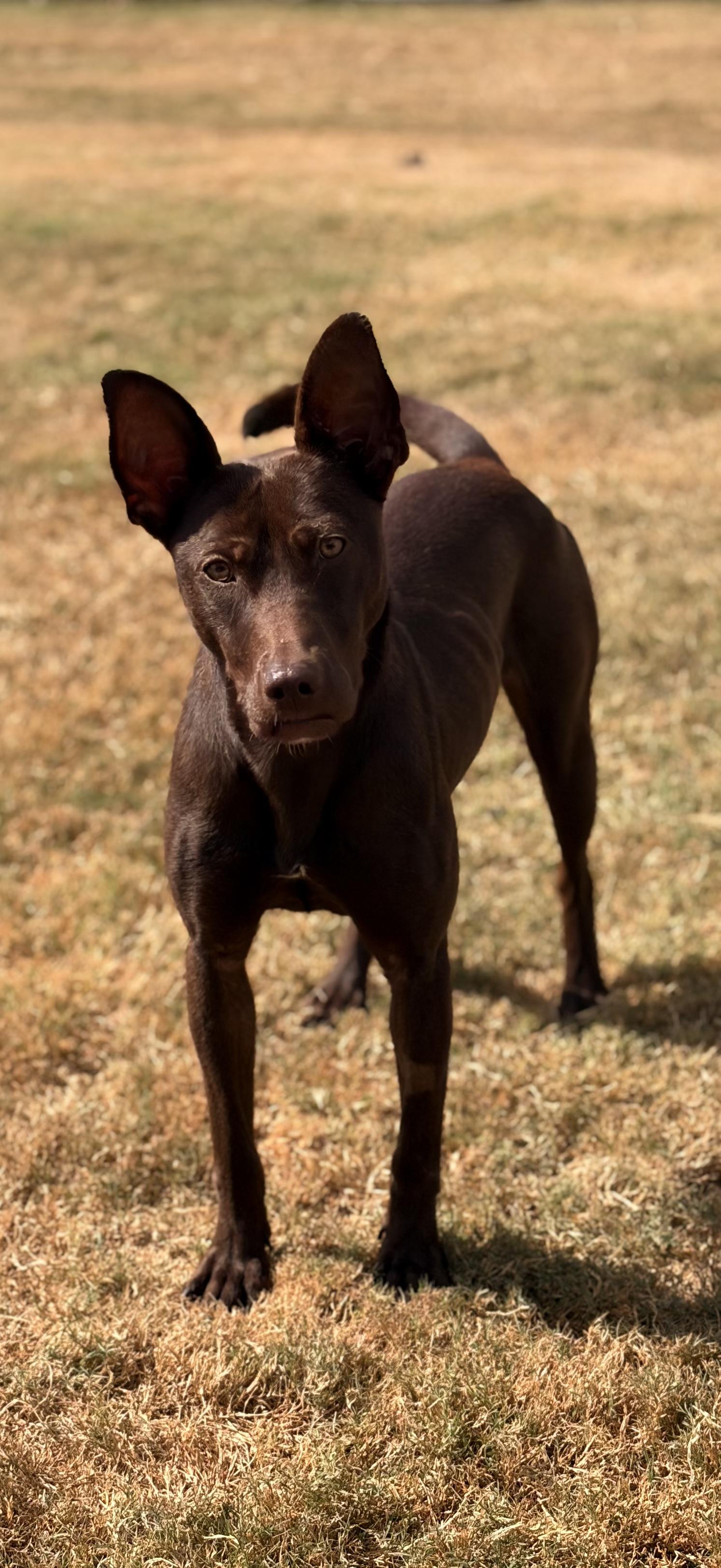 Chocolate, ADOPTABLE, Young Female Doberman Pinscher.