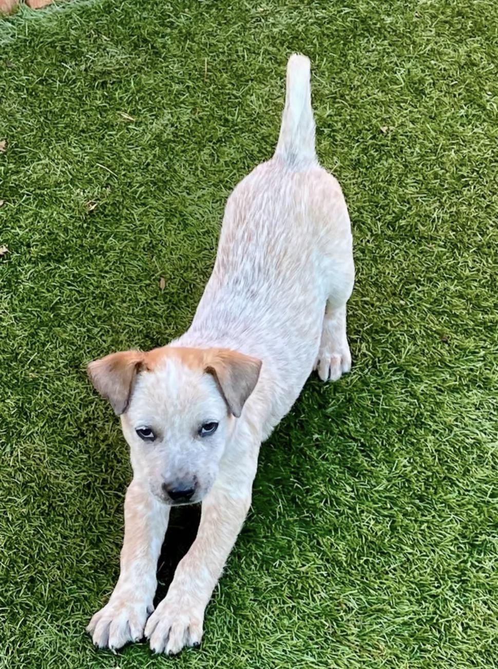 Miller, adopted, Puppy Male Australian Cattle Dog / Blue Heeler.