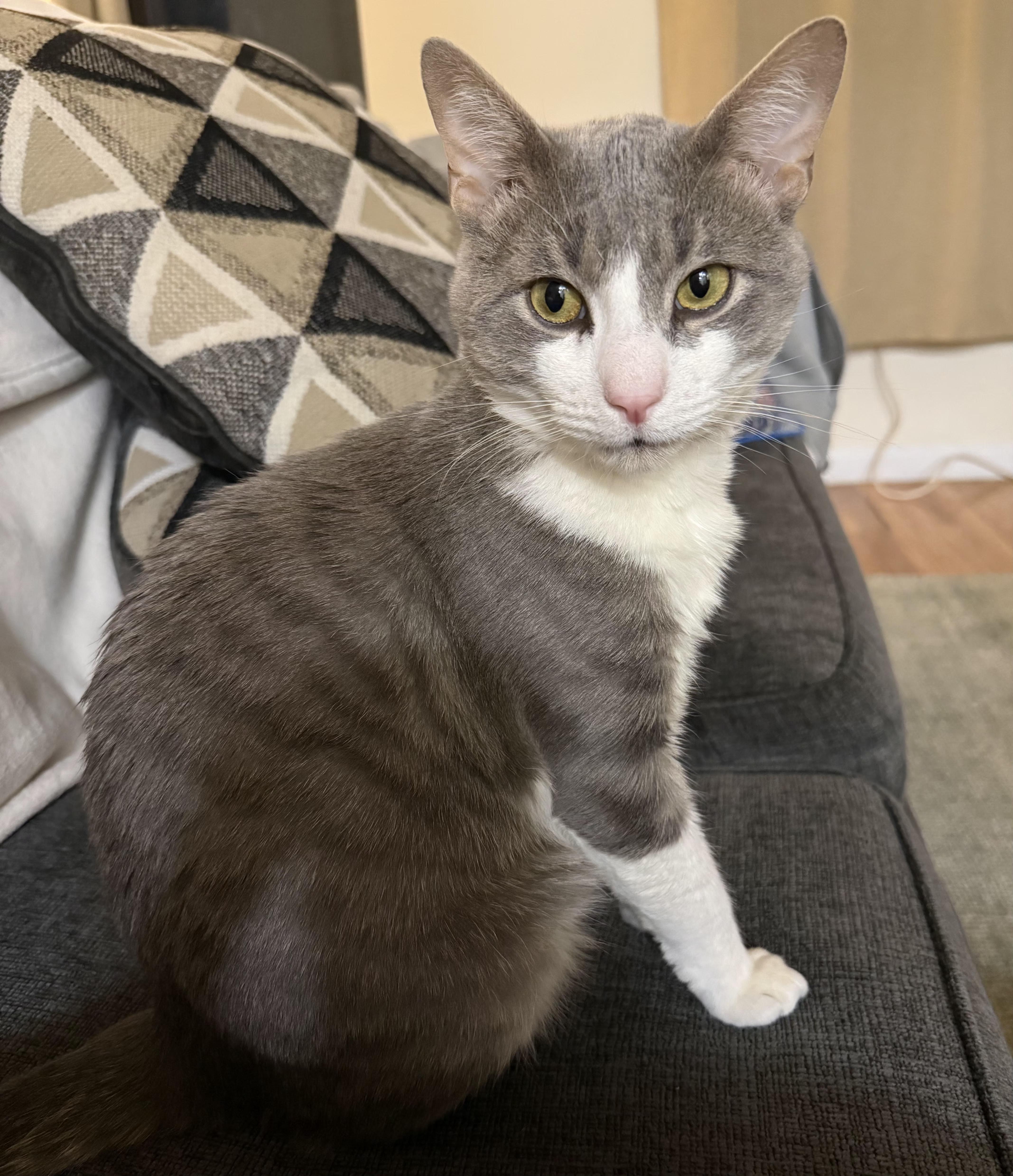 Quincy, a Adoptable Domestic Short Hair in New York, NY image 2/6