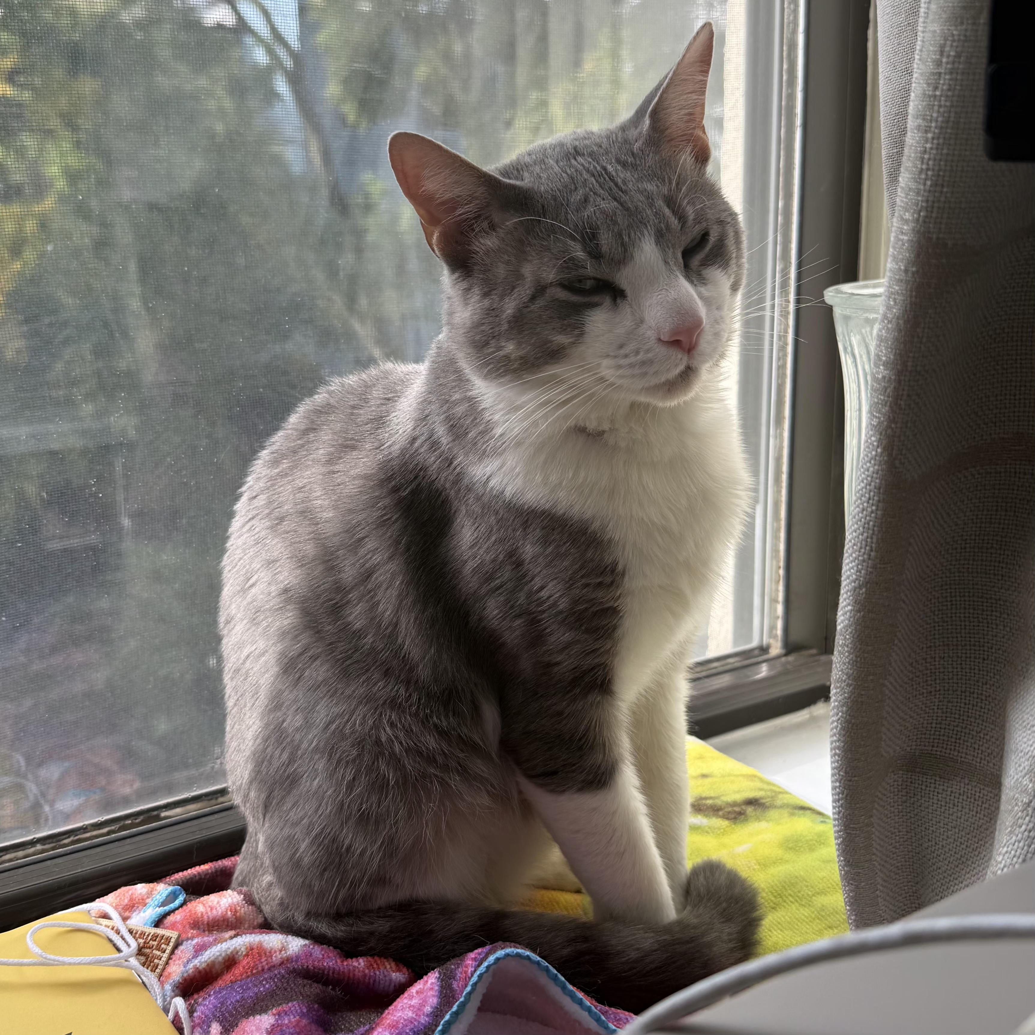 Quincy, a Adoptable Domestic Short Hair in New York, NY image 3/6