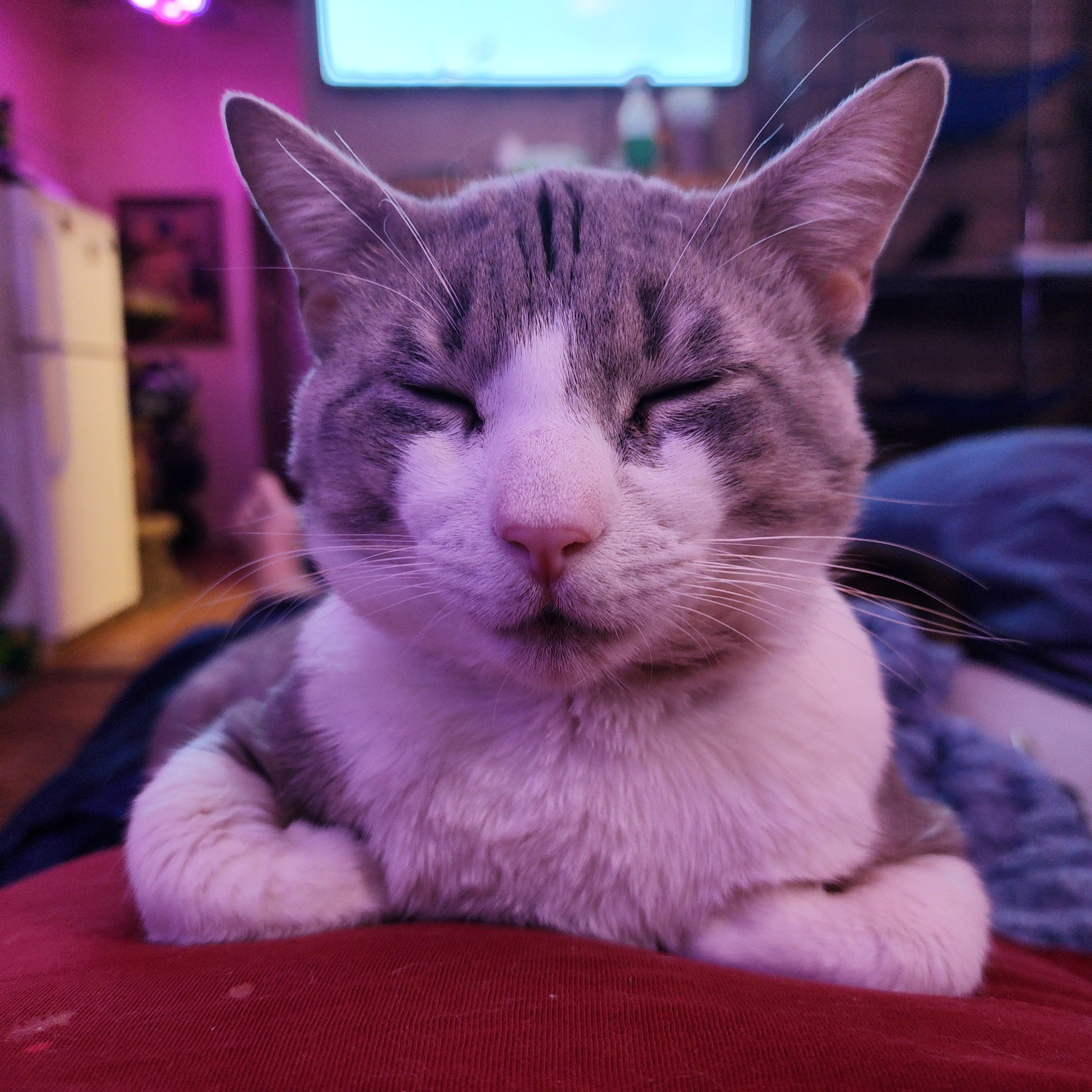 Quincy, a Adoptable Domestic Short Hair in New York, NY image 4/6