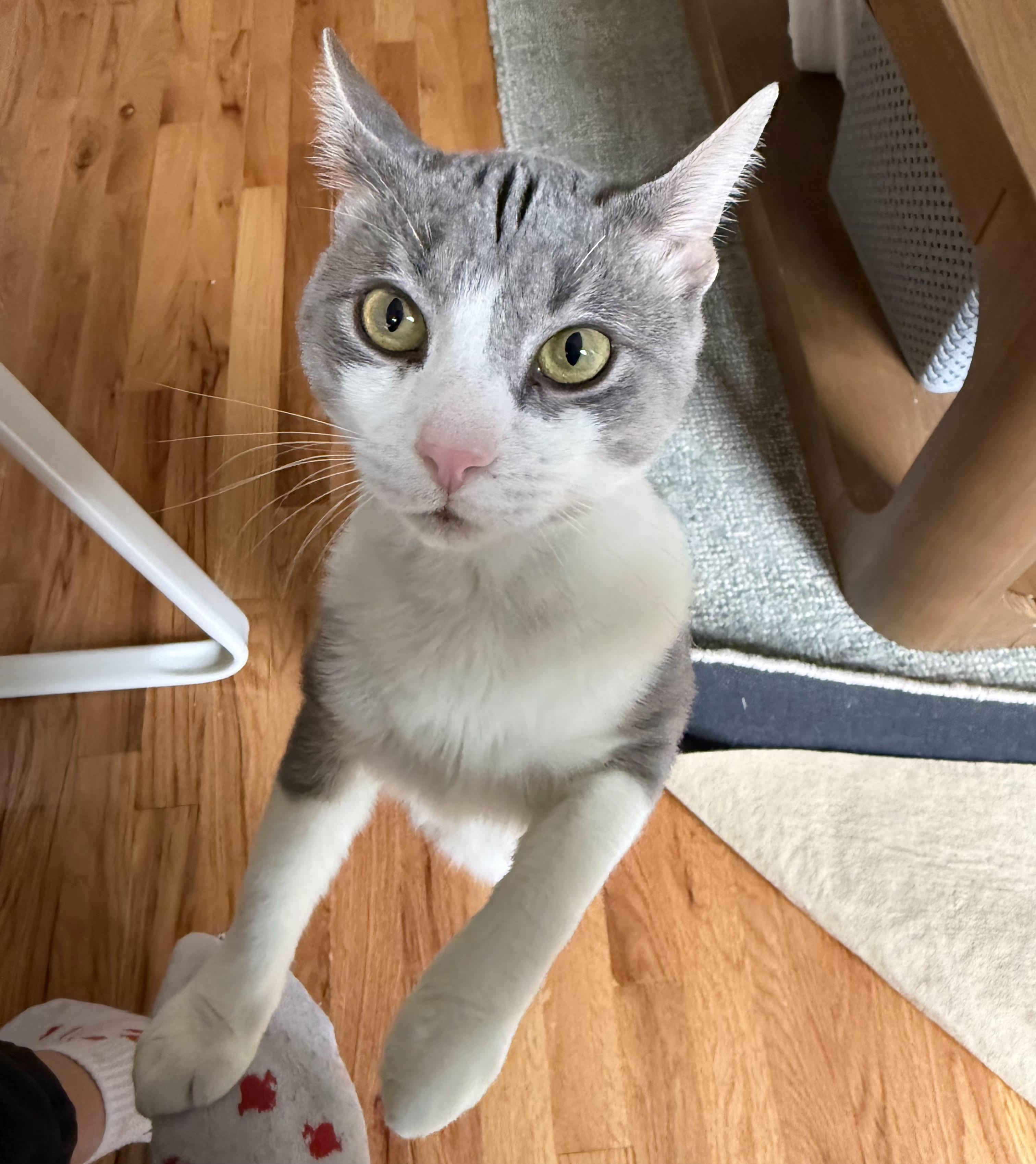 Quincy, a Adoptable Domestic Short Hair in New York, NY image 5/6