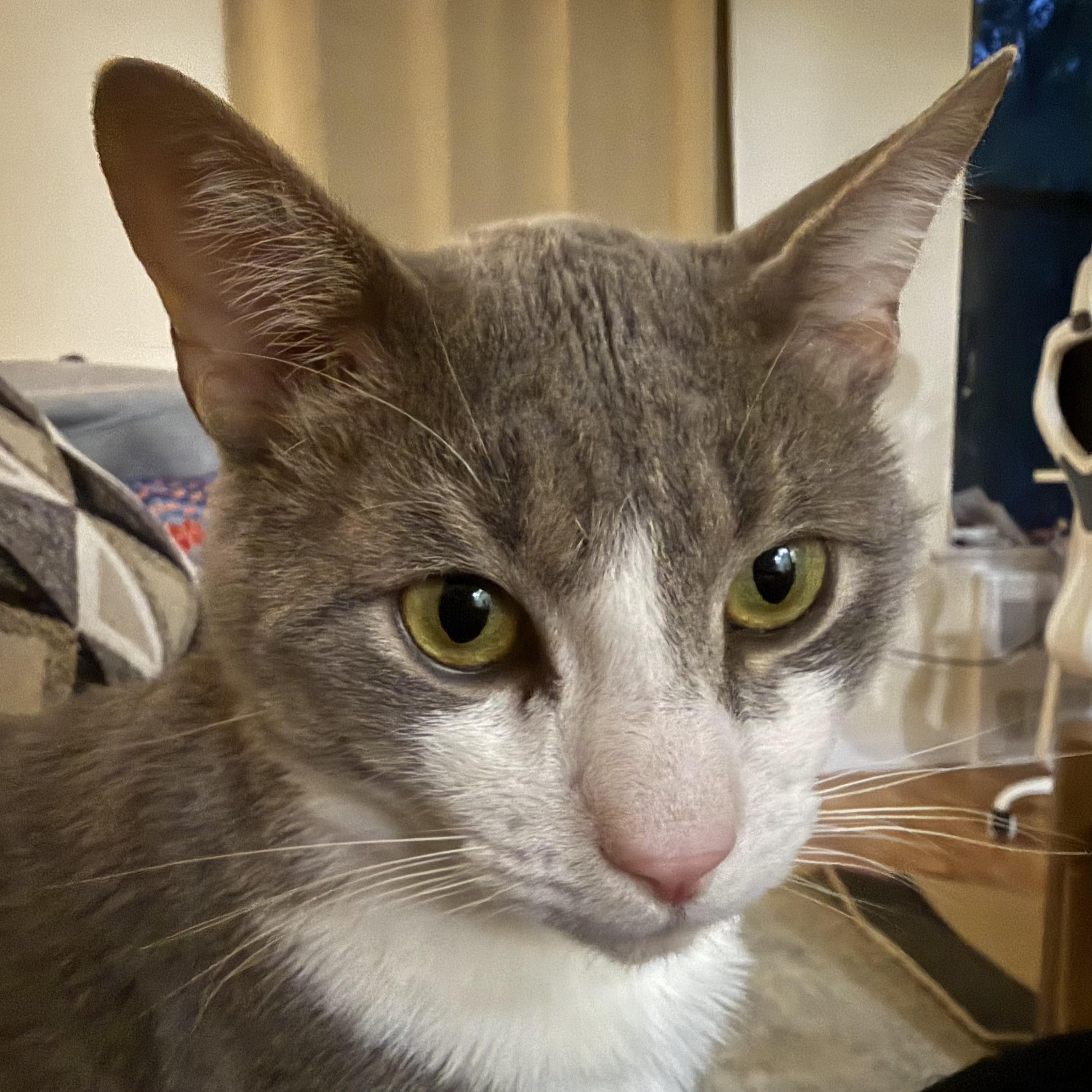 Quincy, a Adoptable Domestic Short Hair in New York, NY image 1/6