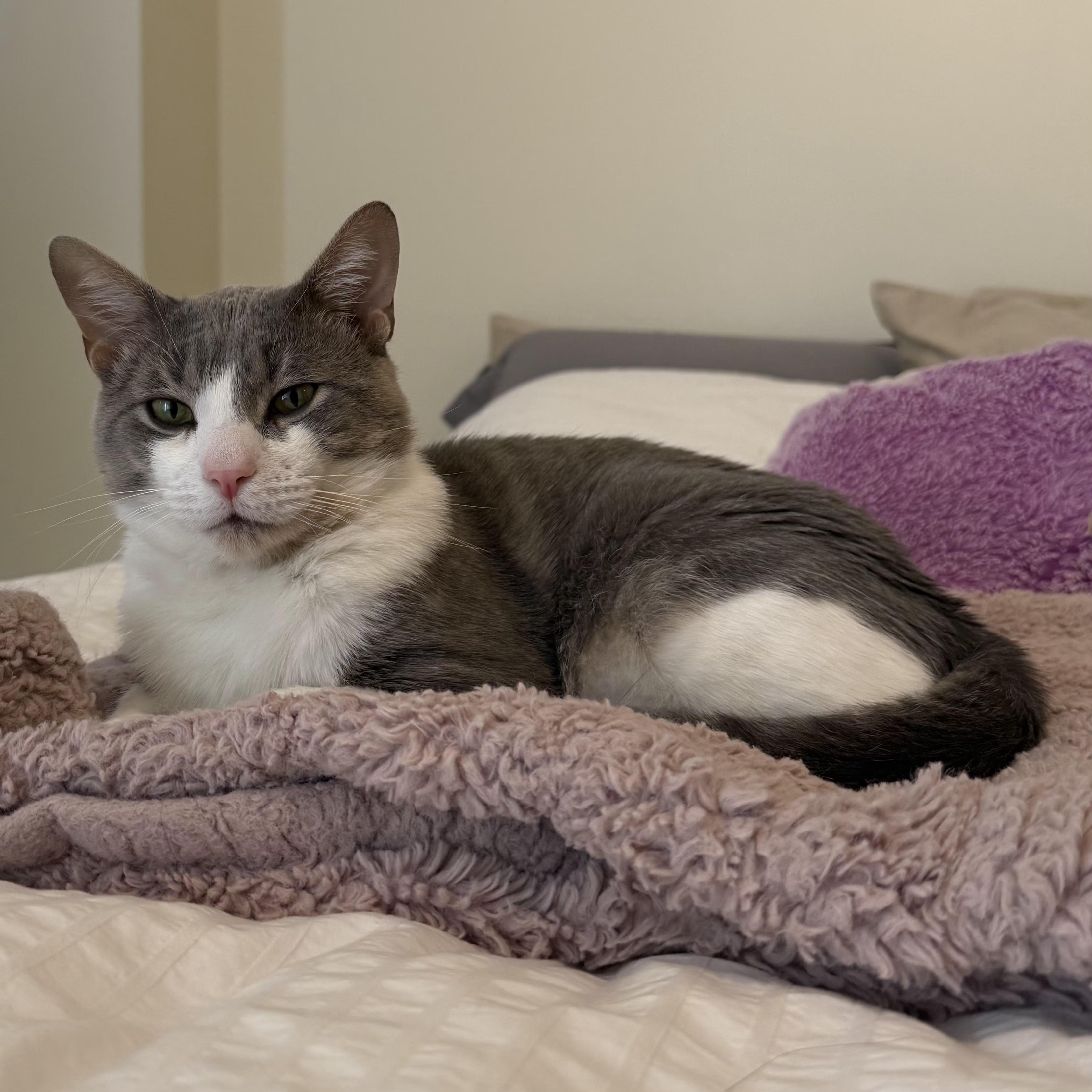 Quincy, a Adoptable Domestic Short Hair in New York, NY image 6/6