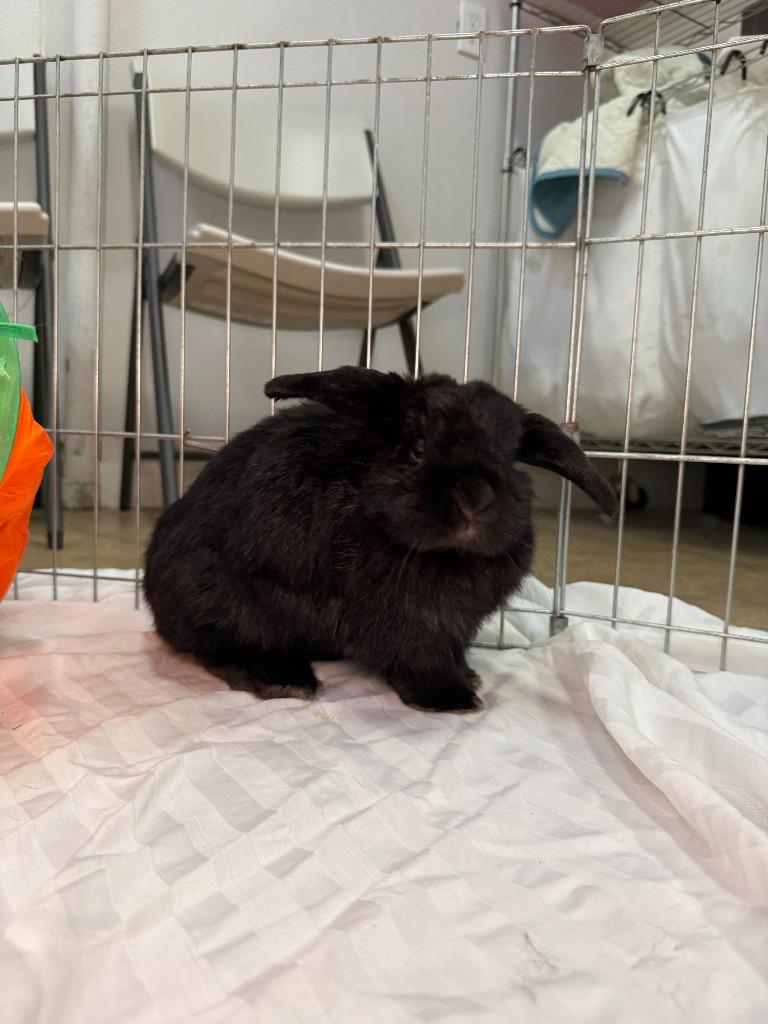 Rainbow 1, Adoptable, Adult Female American.