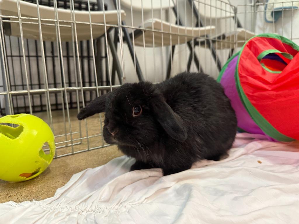 Enlarge Rainbow 1, a Adoptable American in Pflugerville, TX image 2/5