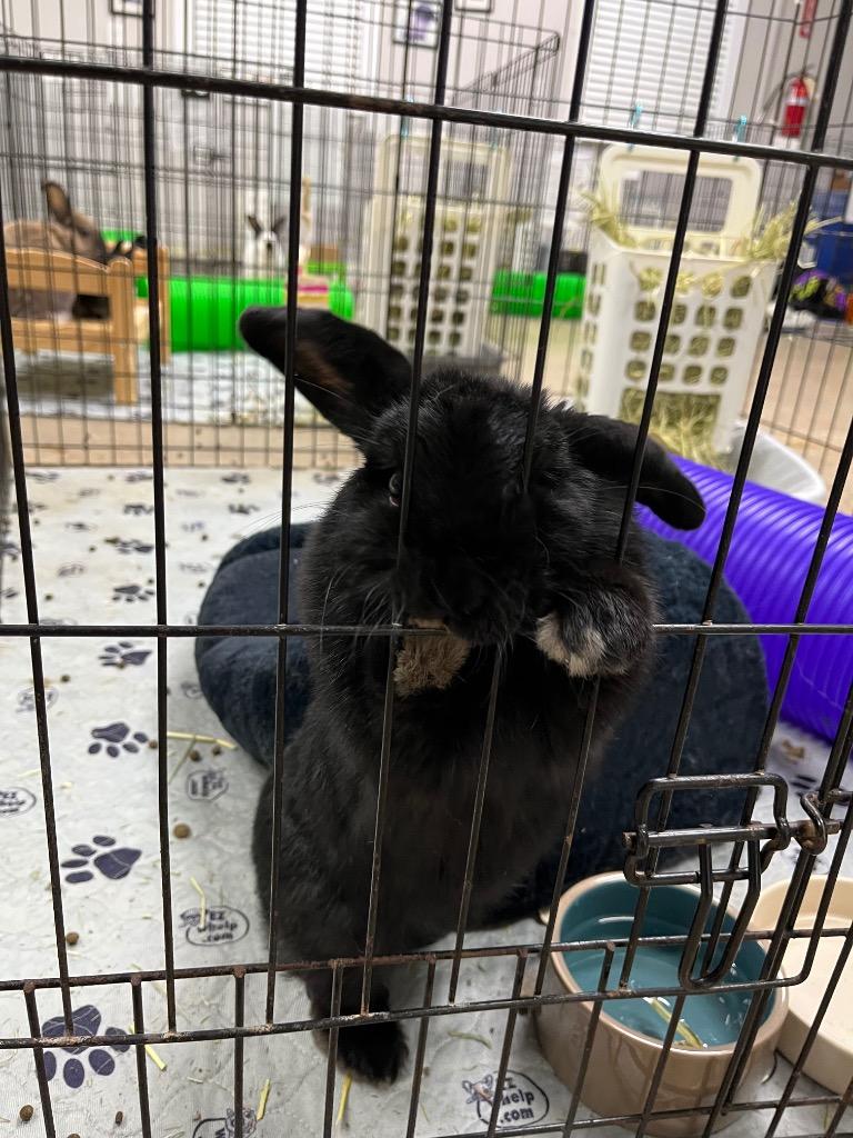 Enlarge Rainbow 1, a Adoptable American in Pflugerville, TX image 5/5