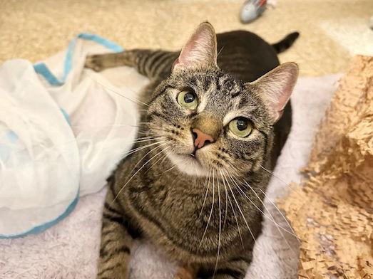 Jorge, Adoptable, Adult Male Domestic Short Hair.