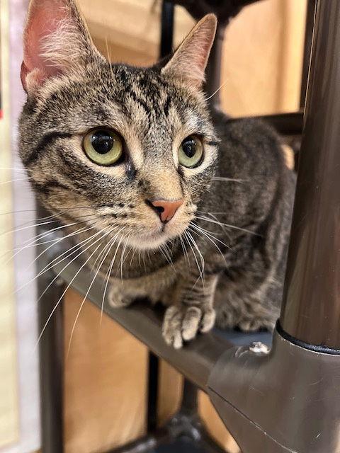 Enlarge Jorge, a Adoptable Domestic Short Hair in Mission Viejo, CA image 2/3