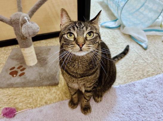 Enlarge Jorge, a Adoptable Domestic Short Hair in Mission Viejo, CA image 3/3