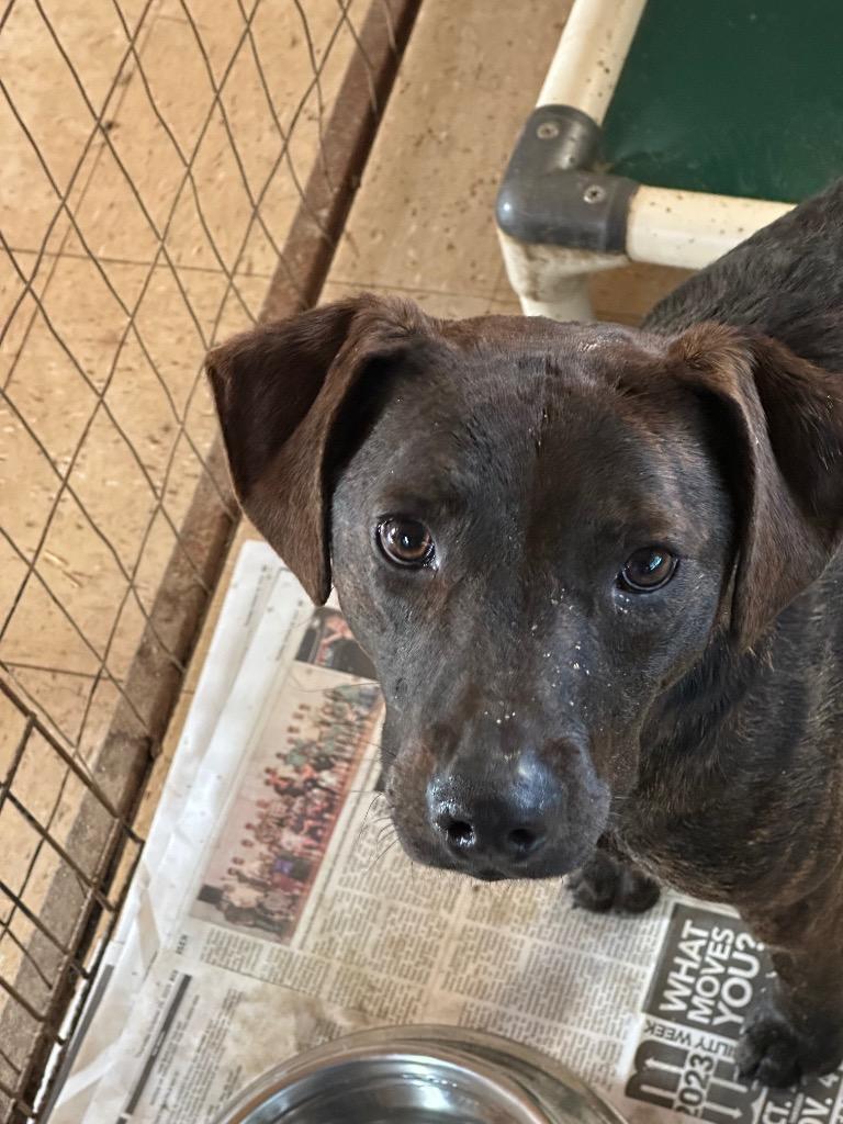 Enlarge TIMMY, a Adoptable mixed breed in Marianna, FL image 1/1