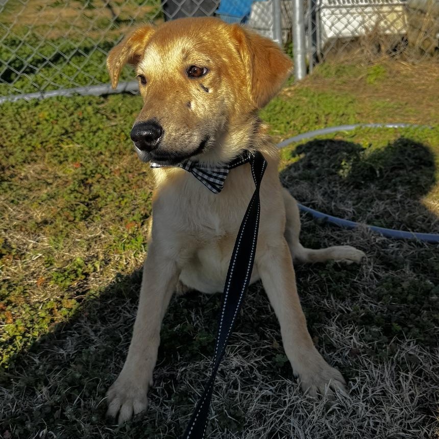 Enlarge Lambeau, an adopted mixed breed in Cedarburg, WI image 5/5