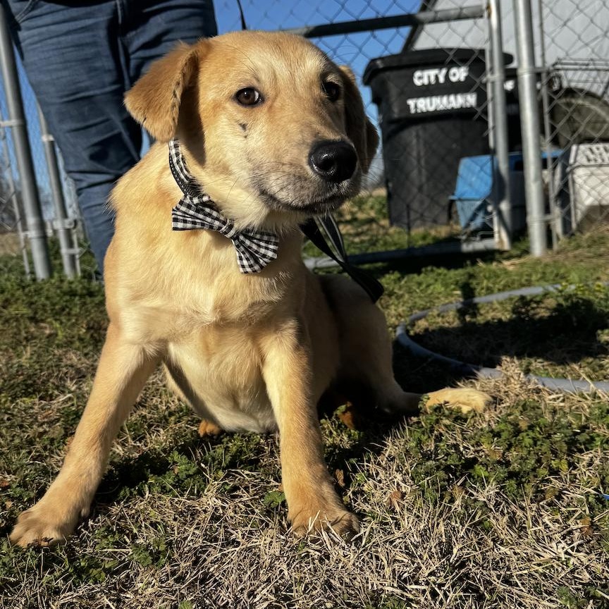Enlarge Lambeau, an adopted mixed breed in Cedarburg, WI image 4/5