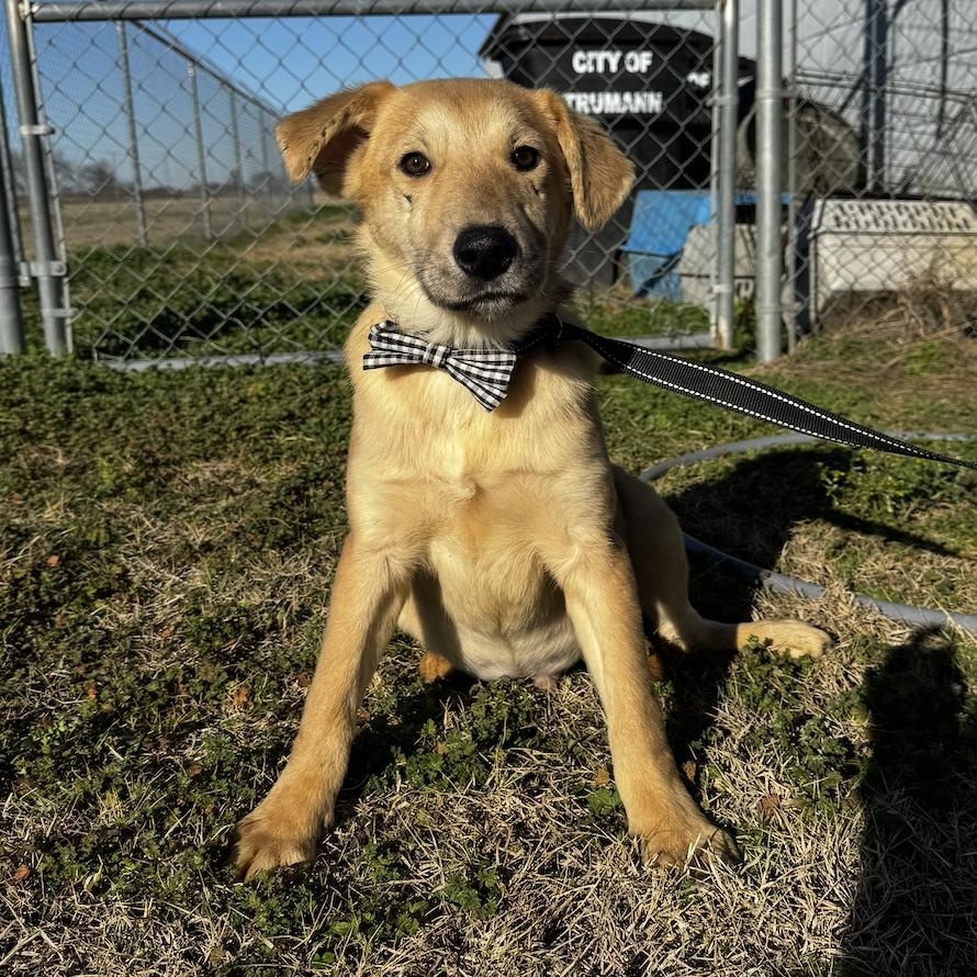 Enlarge Lambeau, an adopted mixed breed in Cedarburg, WI image 1/5