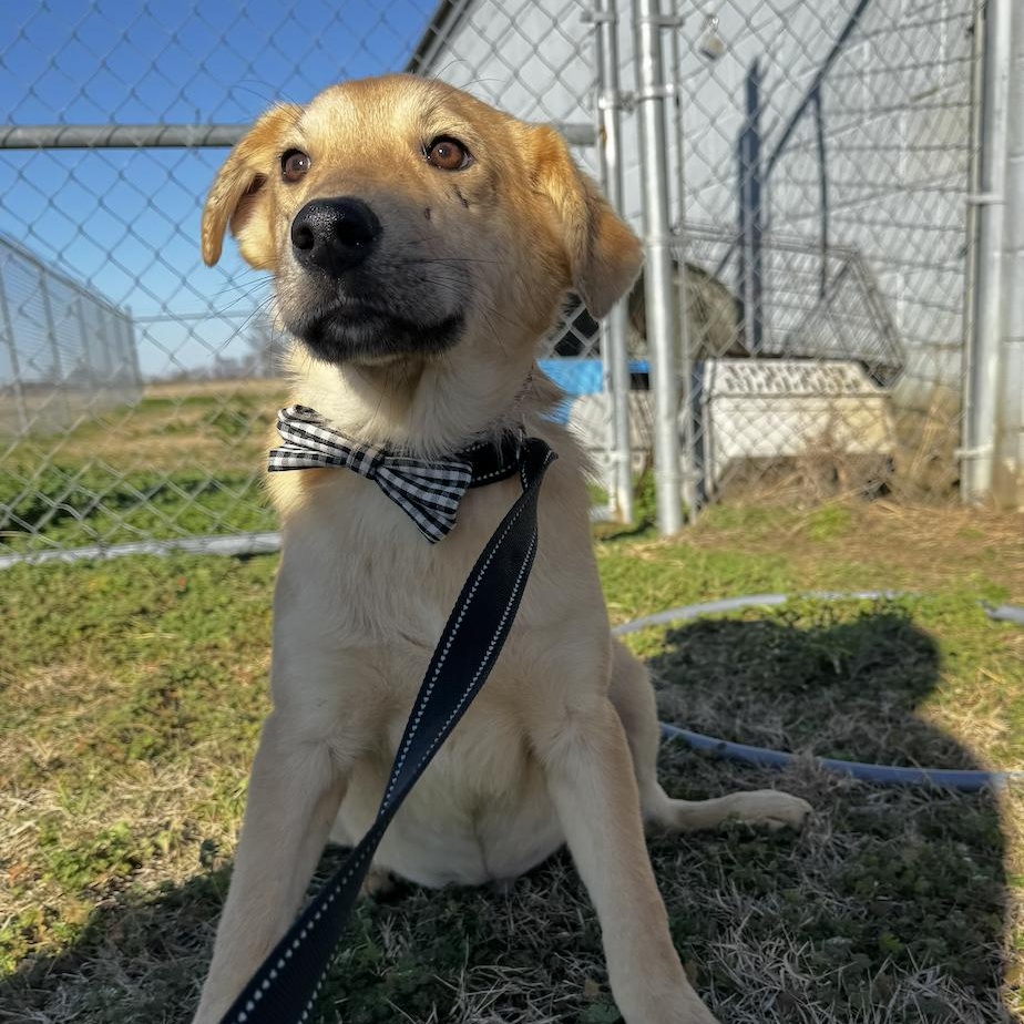 Enlarge Lambeau, an adopted mixed breed in Cedarburg, WI image 3/5