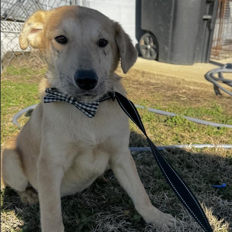 Enlarge Lambeau, an adopted mixed breed in Cedarburg, WI image 2/5