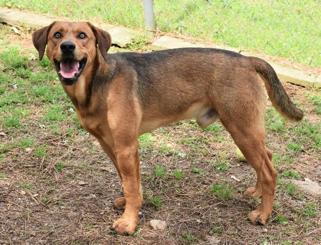 Bowser, a Adoptable mixed breed in Wedowee, AL image 2/12
