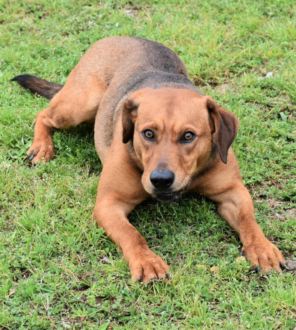 Enlarge Bowser, a Adoptable mixed breed in Wedowee, AL image 11/12