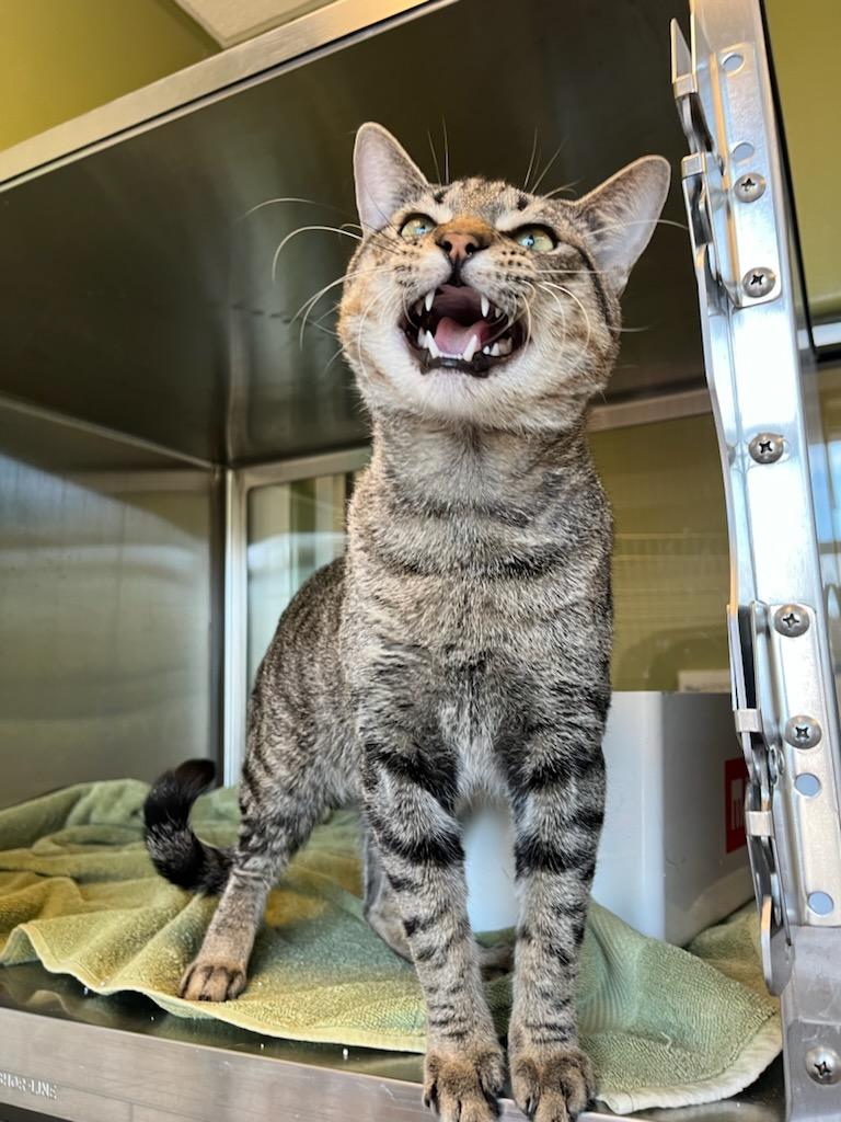 Enlarge Chatter, a ADOPTABLE Domestic Short Hair in Murphy, TX image 2/2