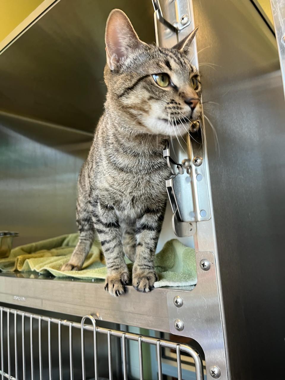 Chatter, ADOPTABLE, Adult Male Domestic Short Hair.