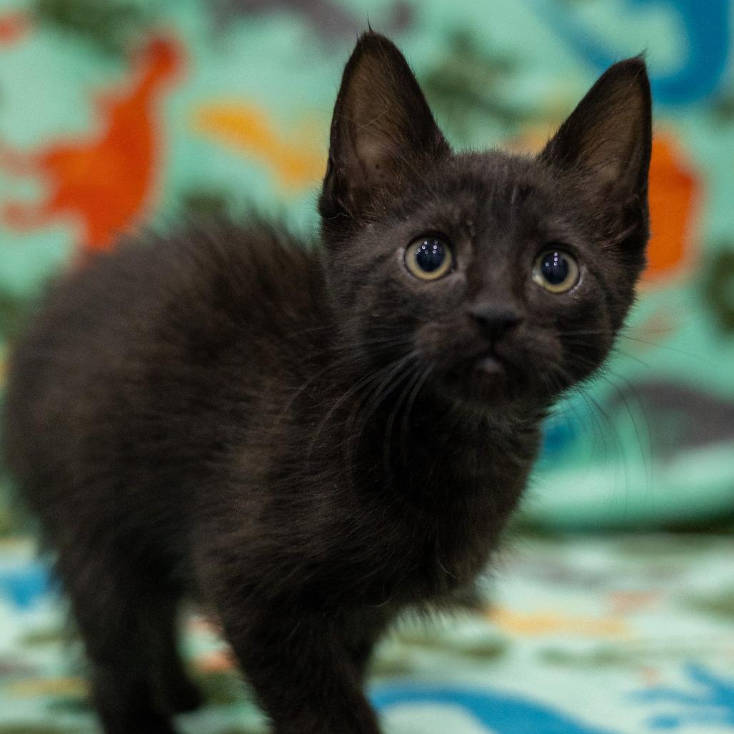 Amulet, Adoptable, Kitten Male Domestic Short Hair.
