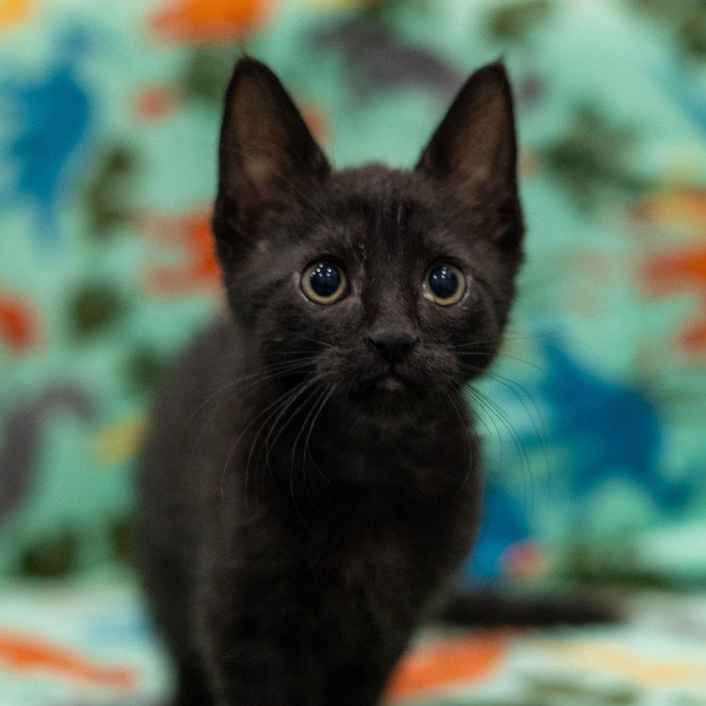 Amulet, a Adoptable Domestic Short Hair in Chaska, MN image 2/5