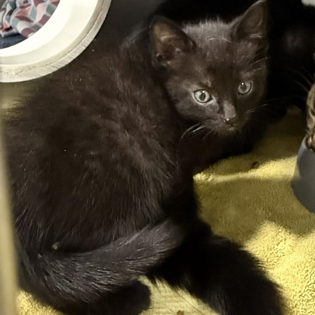 Amulet, a Adoptable Domestic Short Hair in Chaska, MN image 3/5