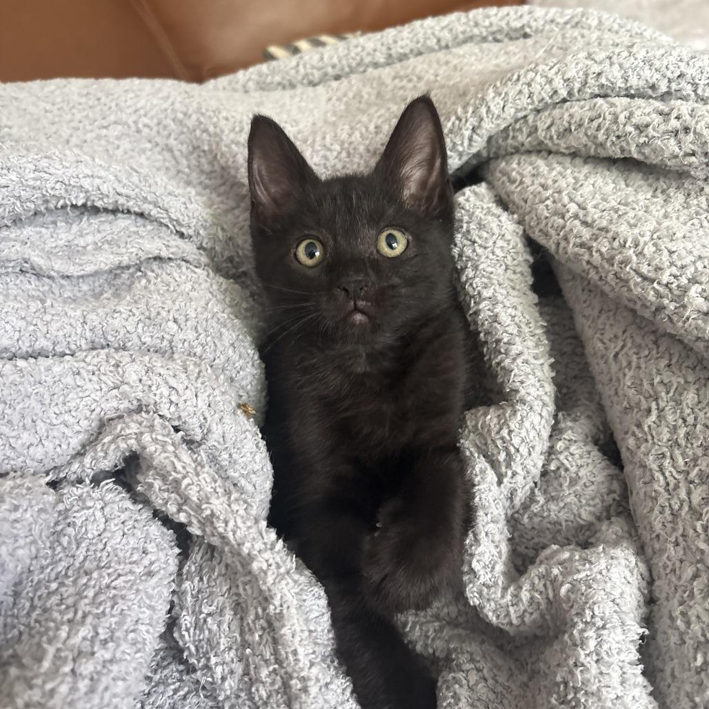 Amulet, a Adoptable Domestic Short Hair in Chaska, MN image 4/5