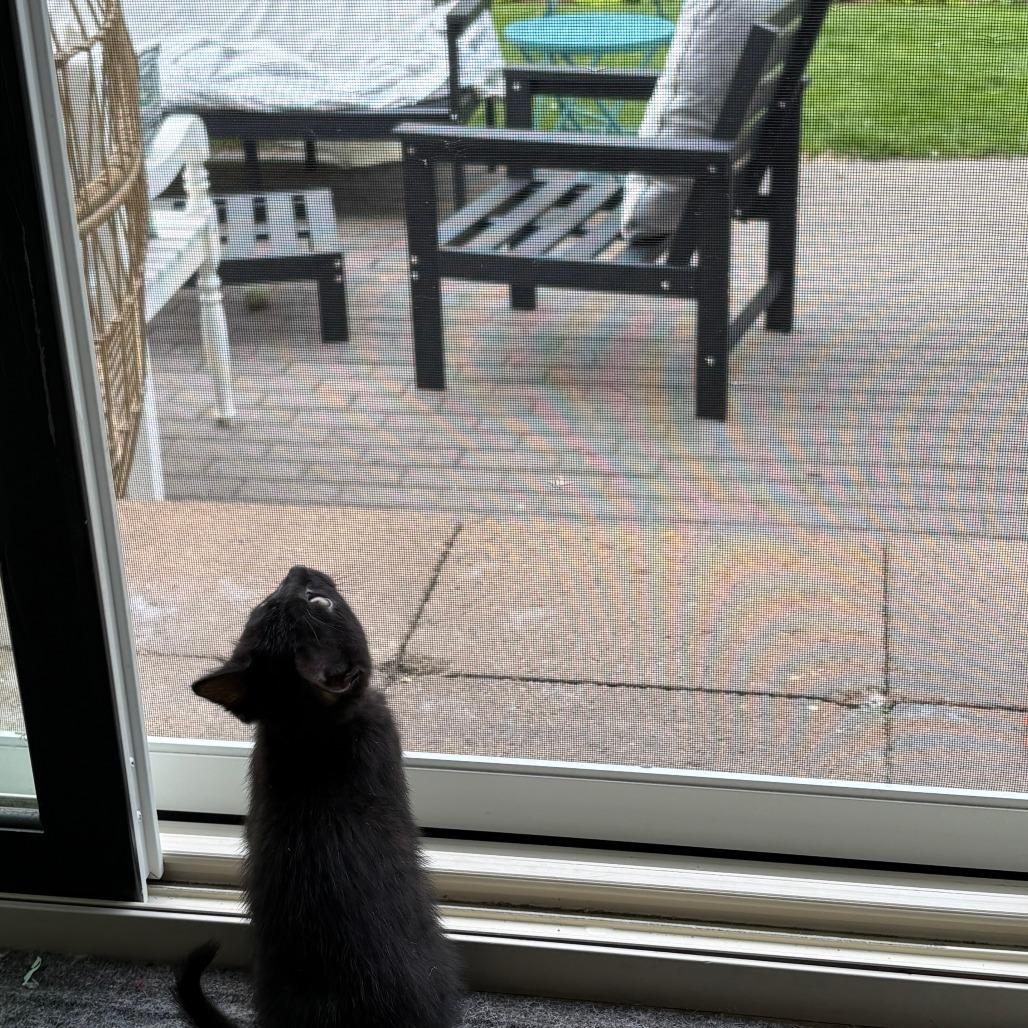 Amulet, a Adoptable Domestic Short Hair in Chaska, MN image 5/5