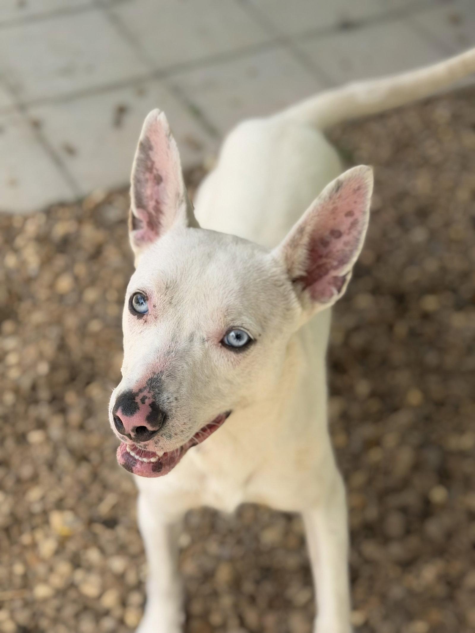 SUGAR, a Adoptable Terrier in Hagerstown, MD image 3/3