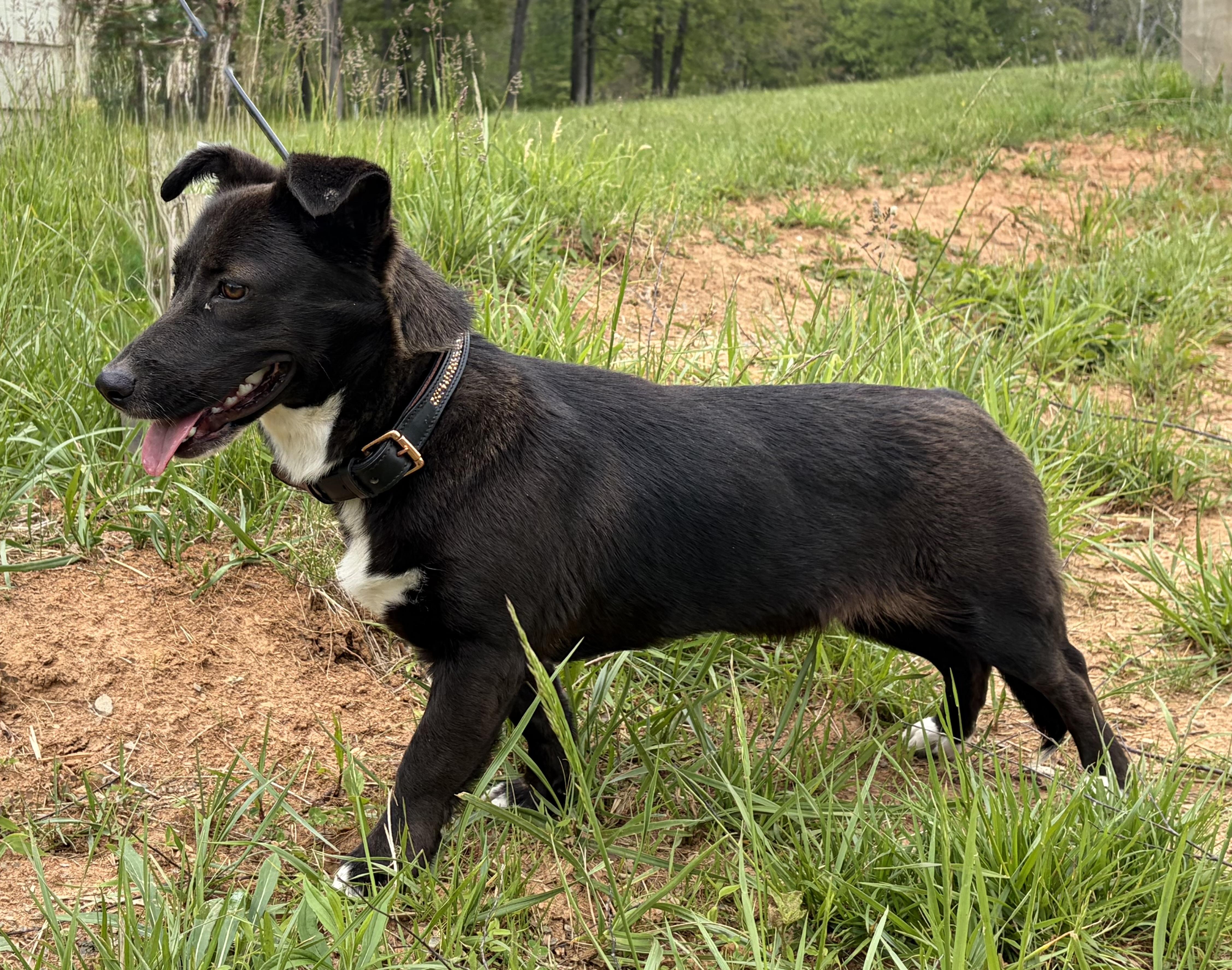 Roxy , ADOPTABLE, Young Female Corgi.