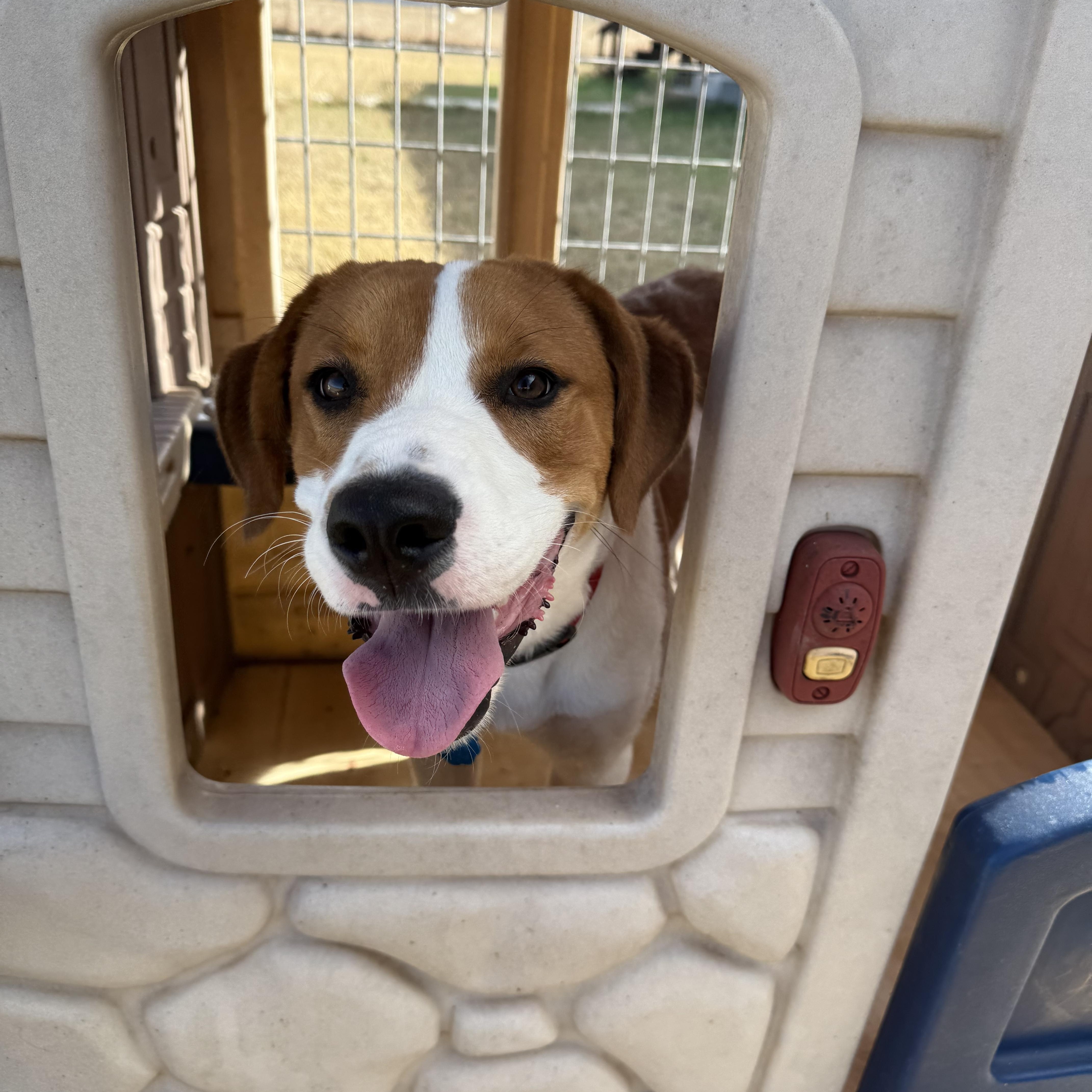 Buddy, ADOPTABLE, Adult Male American Foxhound & Great Pyrenees.