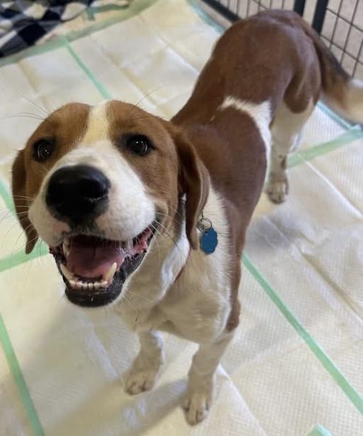 Enlarge Buddy, a ADOPTABLE mixed breed in San Saba, TX image 2/2