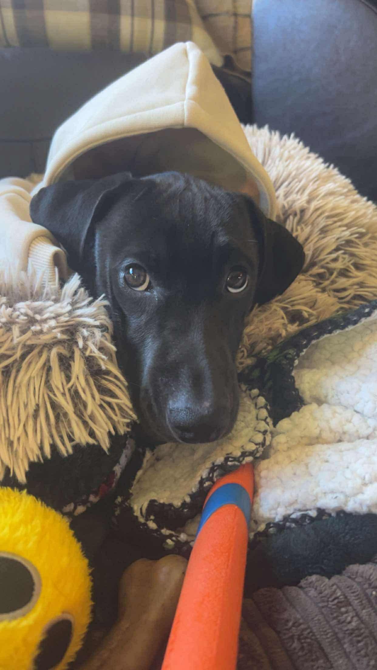 Tamiko, an adoptable Black Labrador Retriever, German Shorthaired Pointer in Brainerd, MN, 56401 | Photo Image 2