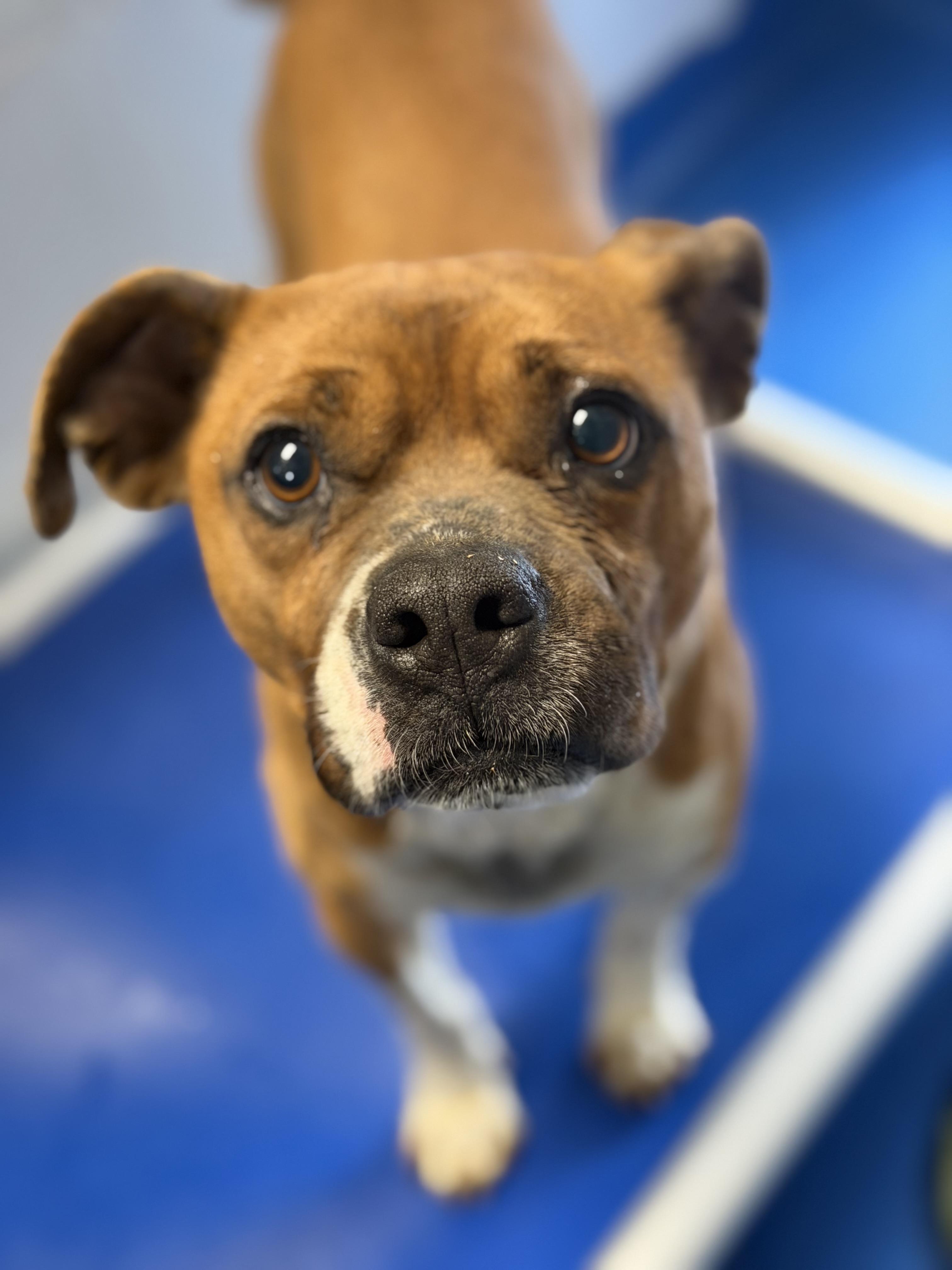 Enlarge Bart, a ADOPTABLE mixed breed in Lancaster, SC image 5/5