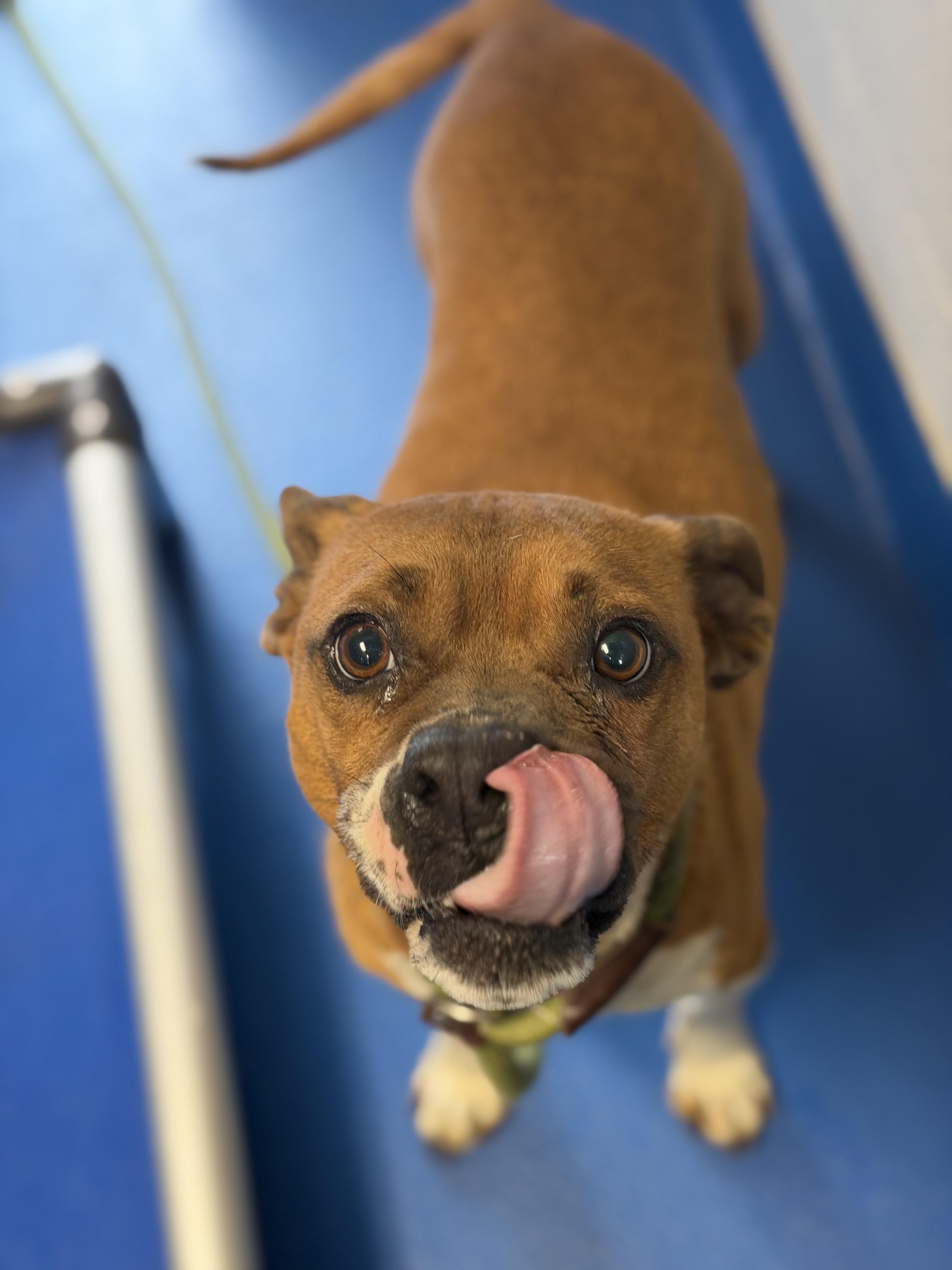 Enlarge Bart, a ADOPTABLE mixed breed in Lancaster, SC image 4/5