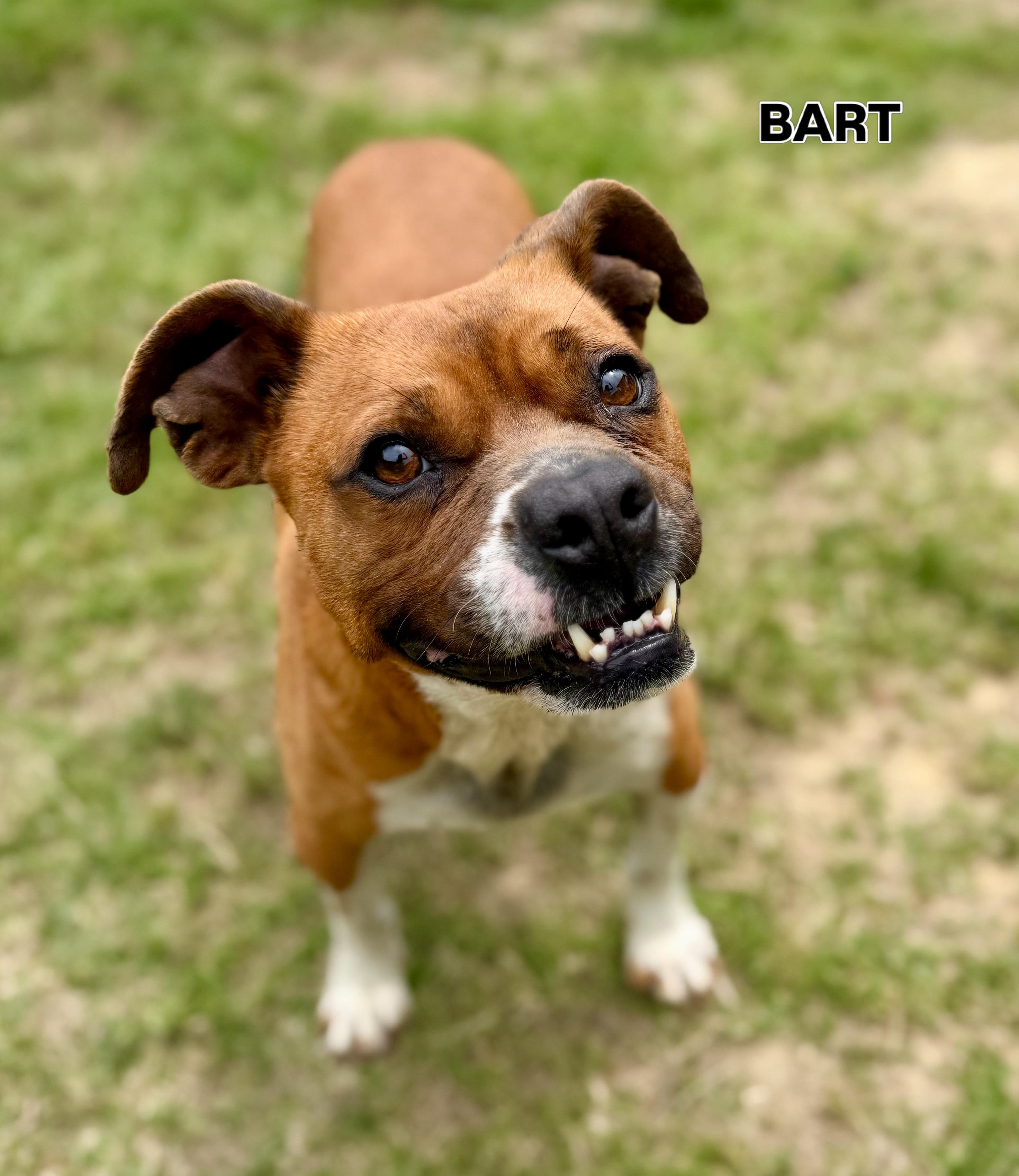 Bart, ADOPTABLE, Adult Male Boxer & Chihuahua.