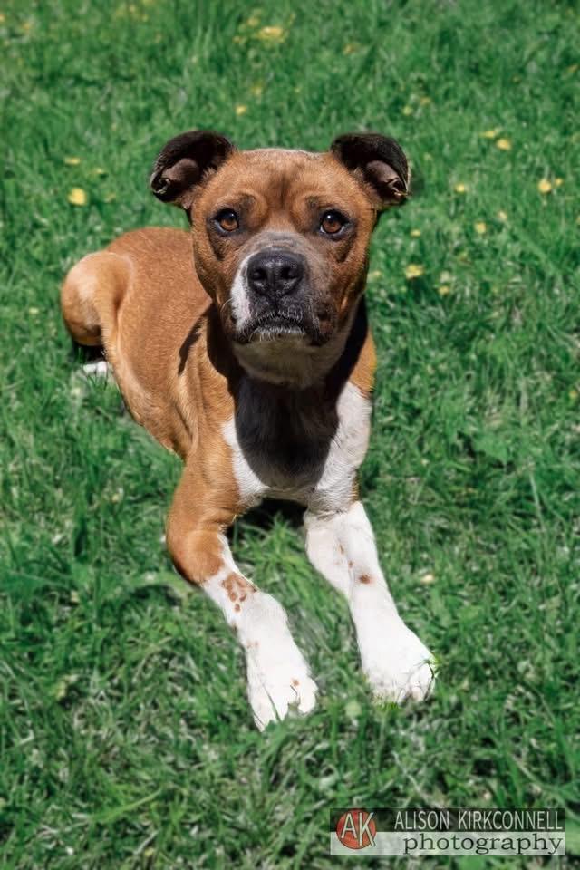 Enlarge Bart, a ADOPTABLE mixed breed in Lancaster, SC image 3/5