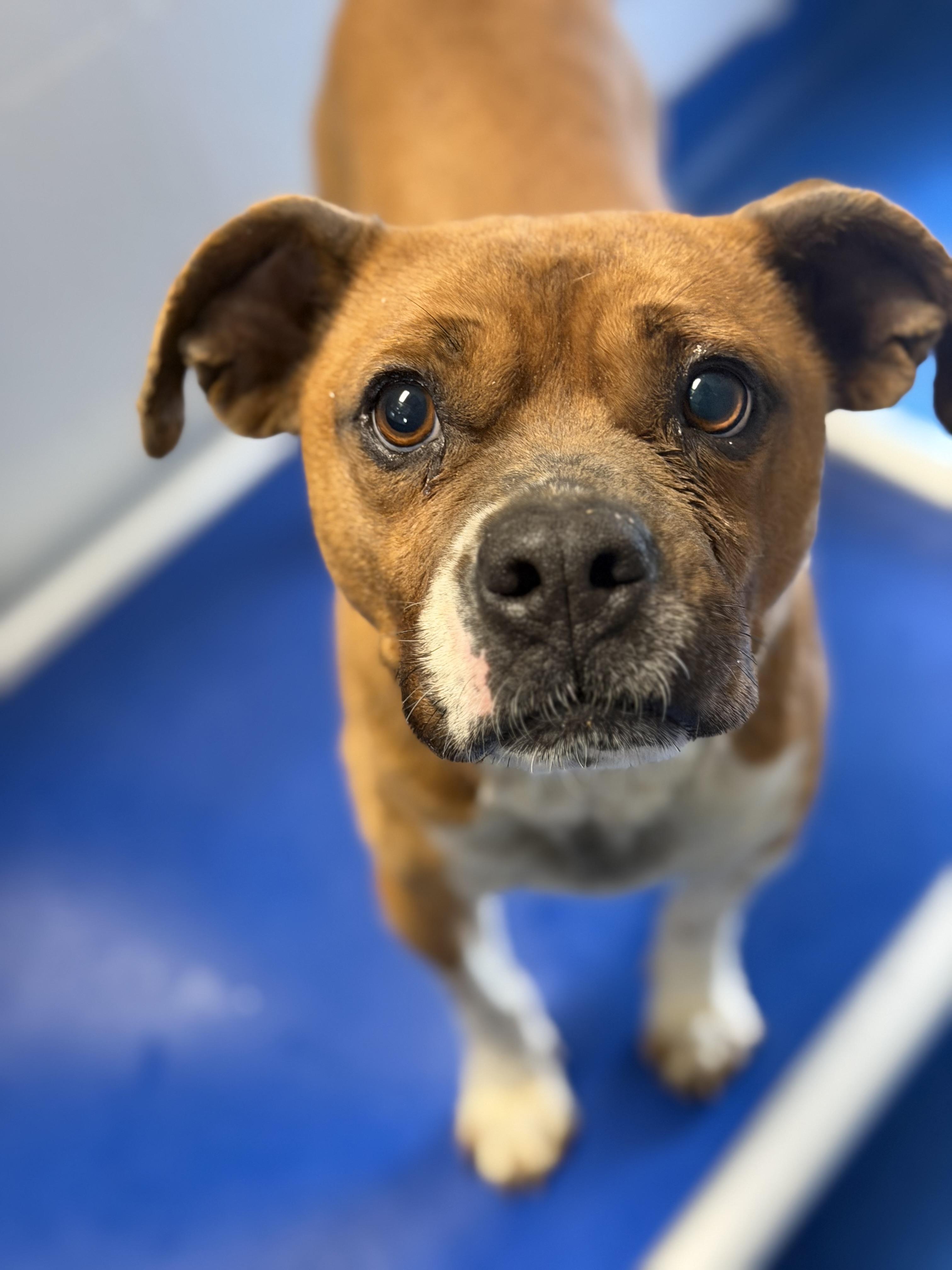Enlarge Bart, a ADOPTABLE mixed breed in Lancaster, SC image 2/5