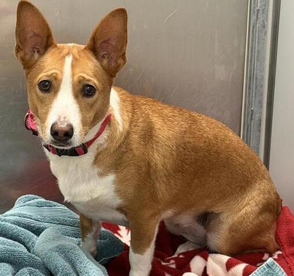 Iggy, Adoptable, Young Female Basenji & Corgi.