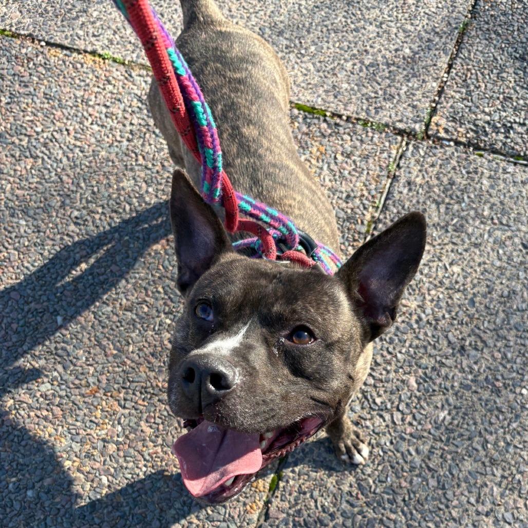 Baker, Adoptable, Adult Male Terrier.